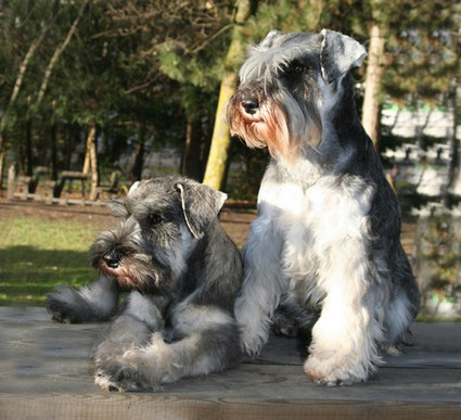 N-Wurf Peppersdegabritho Zwergschnauzer Peppersdegabritho Zweergschnauzer
