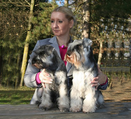 N-Wurf Peppersdegabritho Zwergschnauzer Peppersdegabritho Zweergschnauzer