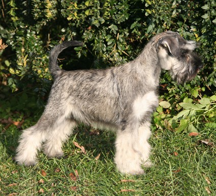 Nimmersatt Peppersdegabritho Peppersdegabritho Zweergschnauzer