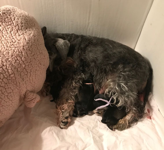 Peppersdegabritho A-Wurf Peppersdegabritho Zwergschnauzer