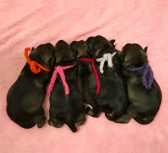 Peppersdegabritho A-Wurf Peppersdegabritho Zwergschnauzer