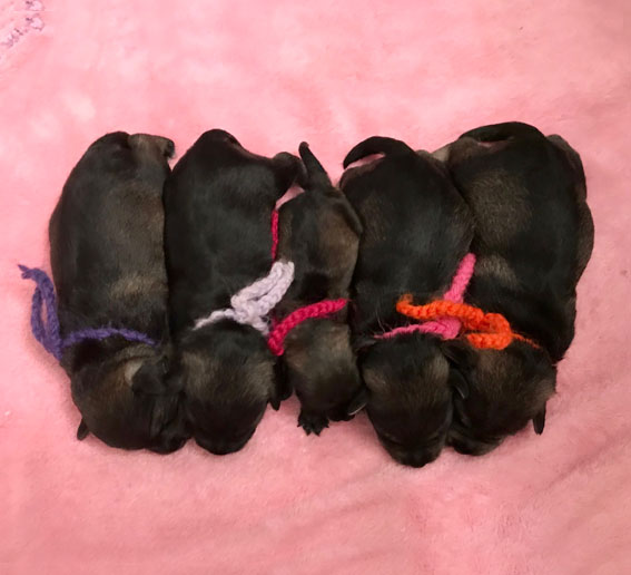 Peppersdegabritho A-Wurf Peppersdegabritho Zwergschnauzer