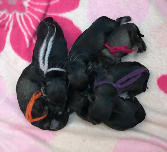 Peppersdegabritho A-Wurf Peppersdegabritho Zwergschnauzer