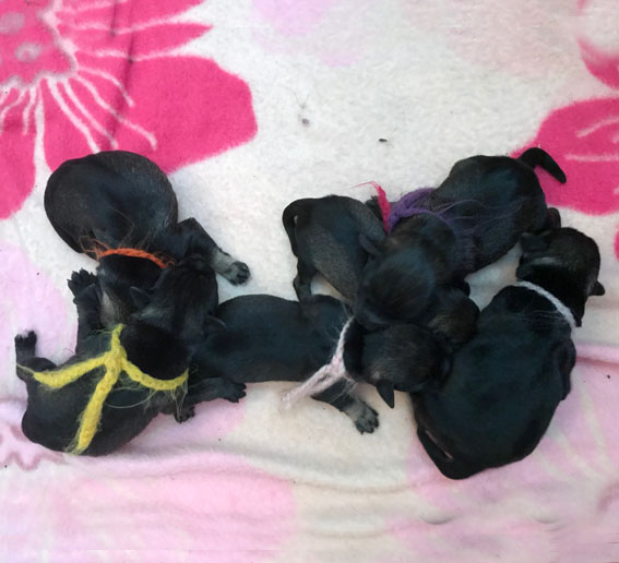 Peppersdegabritho A-Wurf Peppersdegabritho Zwergschnauzer