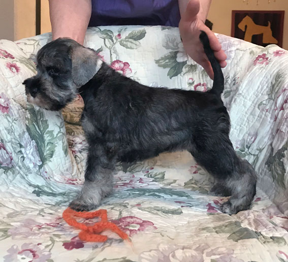 American Dream Peppersdegabritho Peppersdegabritho Zwergschnauzer