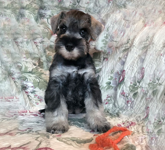 American Dream Peppersdegabritho Peppersdegabritho Zwergschnauzer