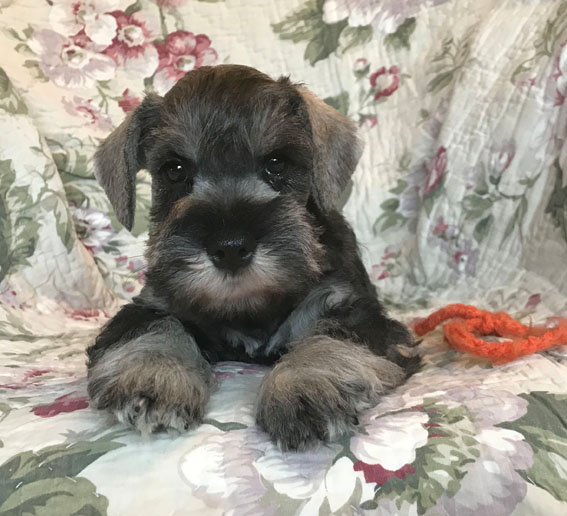 American Dream Peppersdegabritho Peppersdegabritho Zwergschnauzer