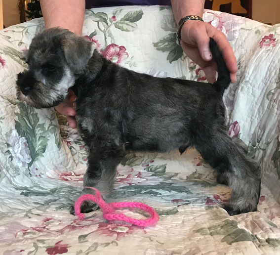 American Eagle Peppersdegabritho Peppersdegabritho Zwergschnauzer