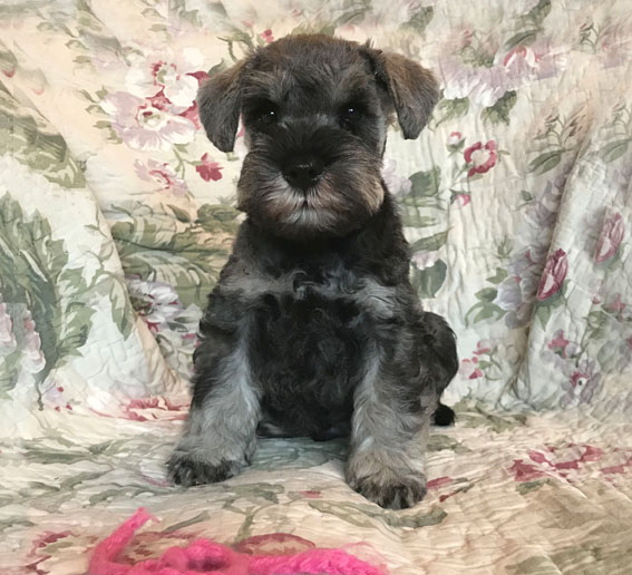 American Eagle Peppersdegabritho Peppersdegabritho Zwergschnauzer