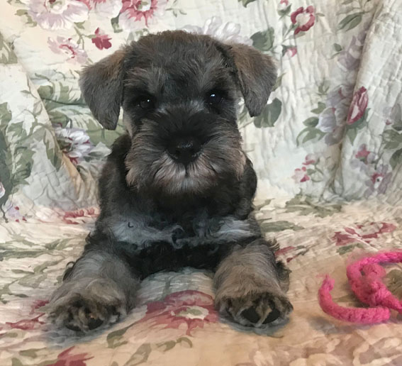 American Eagle Peppersdegabritho Peppersdegabritho Zwergschnauzer