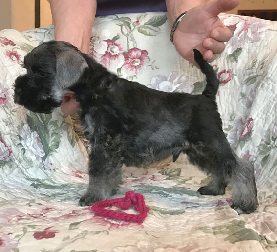 American Gigolo Peppersdegabritho Peppersdegabritho Zwergschnauzer