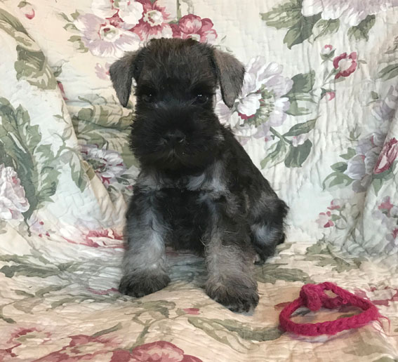 American Gigolo Peppersdegabritho Peppersdegabritho Zwergschnauzer