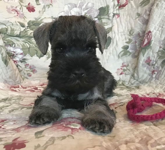 American Gigolo Peppersdegabritho Peppersdegabritho Zwergschnauzer