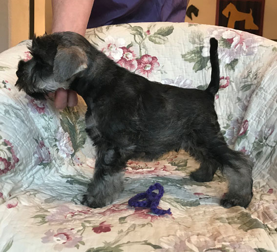 American Idol Peppersdegabritho Peppersdegabritho Zwergschnauzer