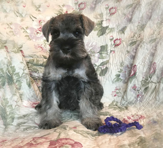 American Idol Peppersdegabritho Peppersdegabritho Zwergschnauzer