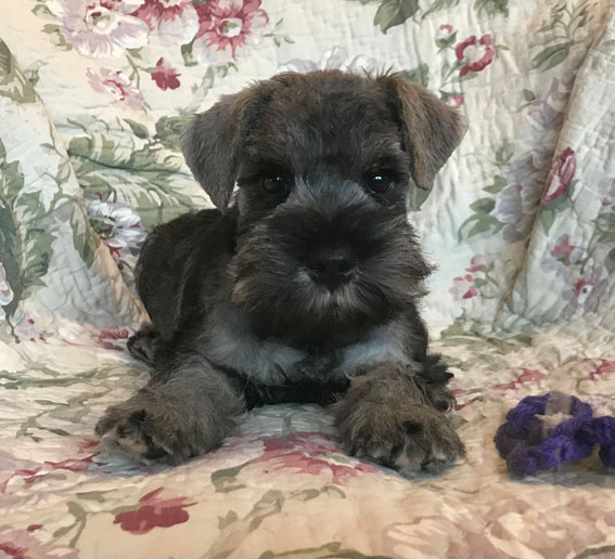 American Idol Peppersdegabritho Peppersdegabritho Zwergschnauzer