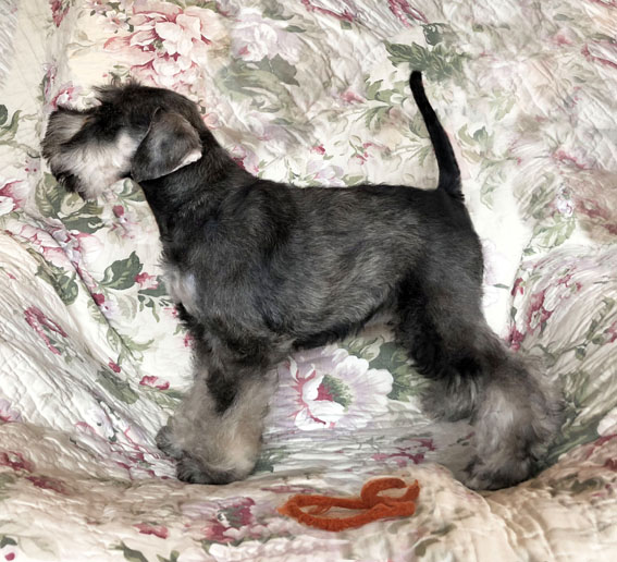 American Dream Peppersdegabritho Peppersdegabritho Zwergschnauzer