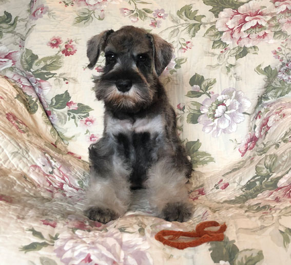 American Dream Peppersdegabritho Peppersdegabritho Zwergschnauzer