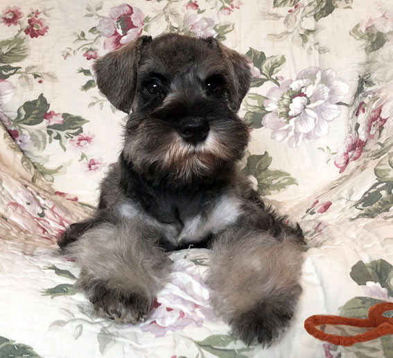 American Dream Peppersdegabritho Peppersdegabritho Zwergschnauzer