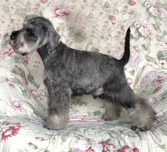 American Eagle Peppersdegabritho Peppersdegabritho Zwergschnauzer