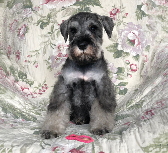 American Eagle Peppersdegabritho Peppersdegabritho Zwergschnauzer