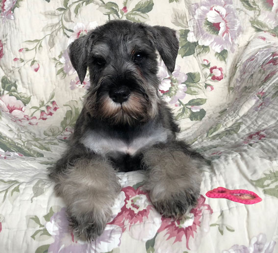 American Eagle Peppersdegabritho Peppersdegabritho Zwergschnauzer