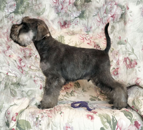 American Idol Peppersdegabritho Peppersdegabritho Zwergschnauzer