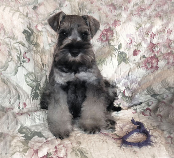 Peppersdegabritho Zwergschnauzer / Miniature Schnauzer