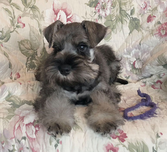 American Idol Peppersdegabritho Peppersdegabritho Zwergschnauzer