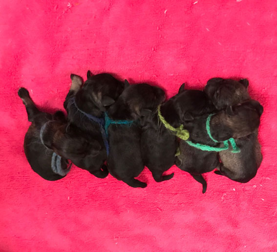 B-Wurf Peppersdegabritho - Zwergschnauzer Peppersdegabritho Zwergschnauzer