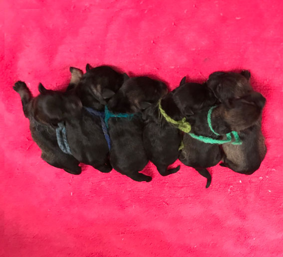 B-Wurf Peppersdegabritho - Zwergschnauzer Peppersdegabritho Zwergschnauzer