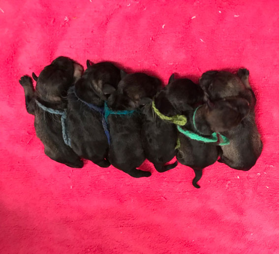 B-Wurf Peppersdegabritho - Zwergschnauzer Peppersdegabritho Zwergschnauzer