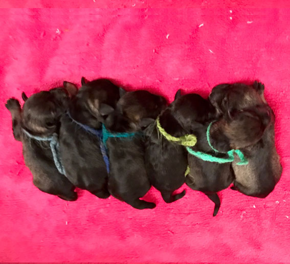 B-Wurf Peppersdegabritho - Zwergschnauzer Peppersdegabritho Zwergschnauzer