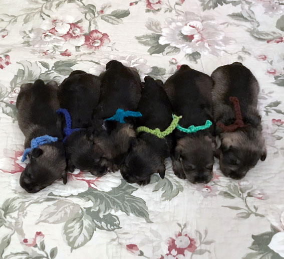 B-Wurf: Peppersdegabritho - Zwergschnauzer Peppersdegabritho Zwergschnauzer