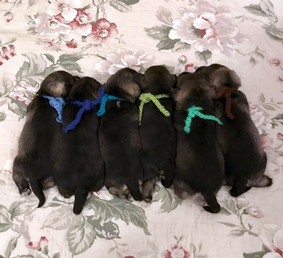 B-Wurf: Peppersdegabritho - Zwergschnauzer Peppersdegabritho Zwergschnauzer