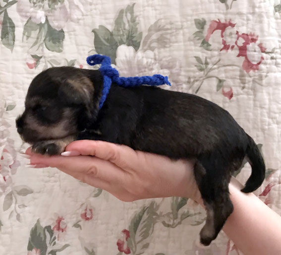 Basic Instinct Peppersdegabritho Peppersdegabritho Zwergschnauzer