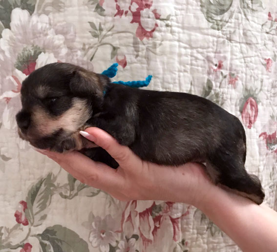 Bridesmaid Peppersdegabritho Peppersdegabritho Zwergschnauzer