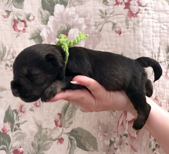 Bridget Jones Peppersdegabritho Peppersdegabritho Zwergschnauzer