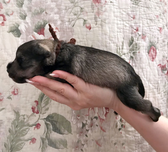 Bright Angel Peppersdegabritho Peppersdegabritho Zwergschnauzer