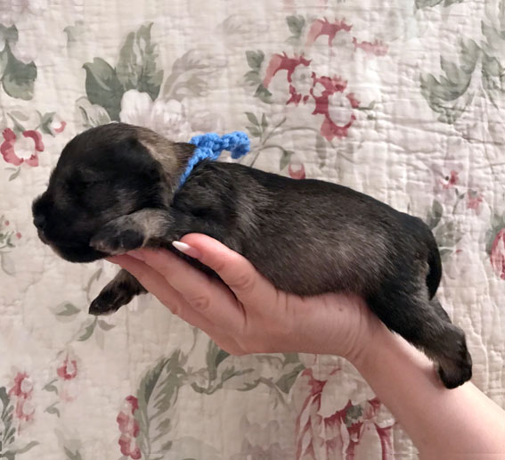 Bad Boy Peppersdegabritho Peppersdegabritho Zwergschnauzer