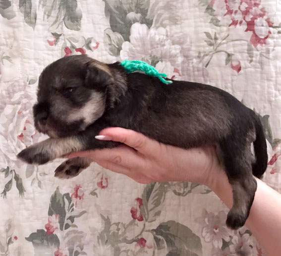 Big Daddy Peppersdegabritho Peppersdegabritho Zwergschnauzer