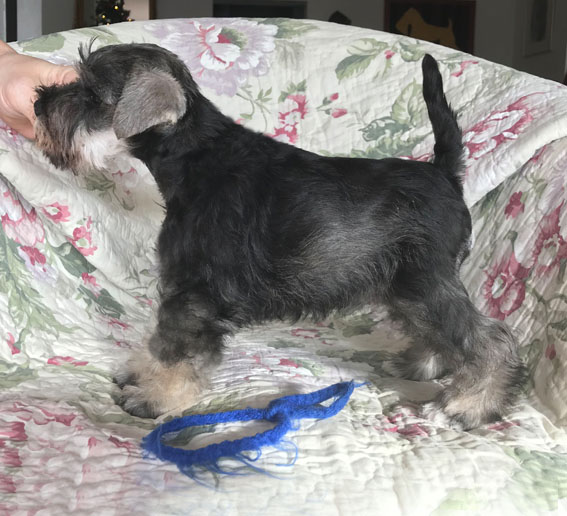 Basic Instinct Peppersdegabritho Peppersdegabritho Zwergschnauzer