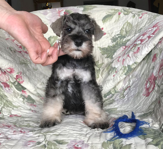 Basic Instinct Peppersdegabritho Peppersdegabritho Zwergschnauzer