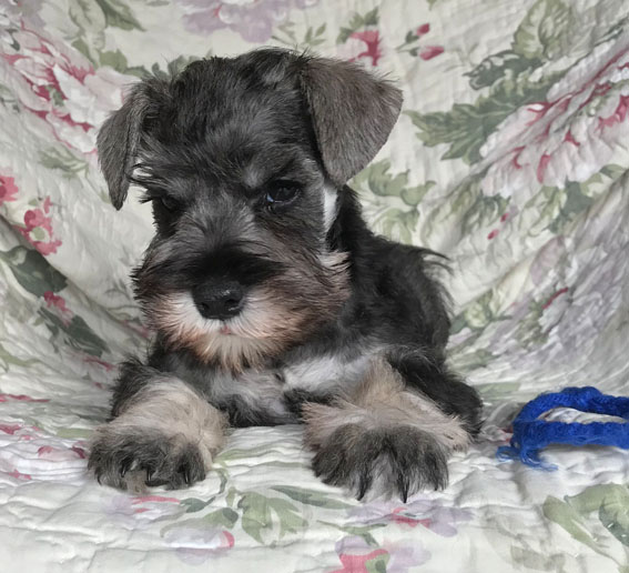 Basic Instinct Peppersdegabritho Peppersdegabritho Zwergschnauzer