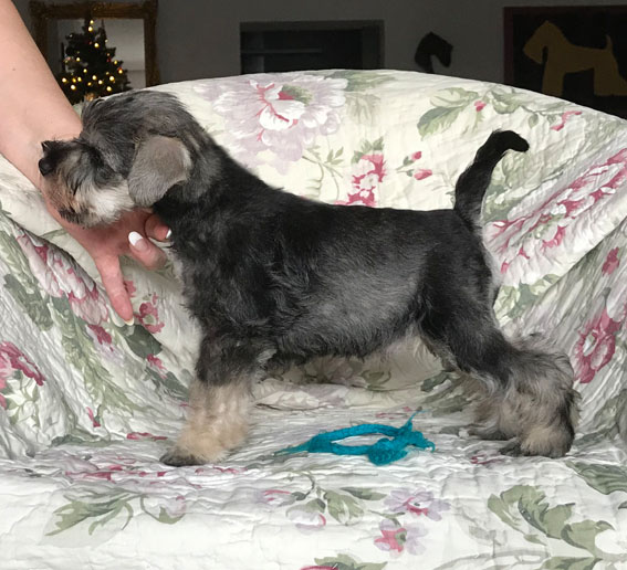 Bridesmaid Peppersdegabritho Peppersdegabritho Zwergschnauzer