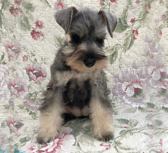 Bridesmaid Peppersdegabritho Peppersdegabritho Zwergschnauzer