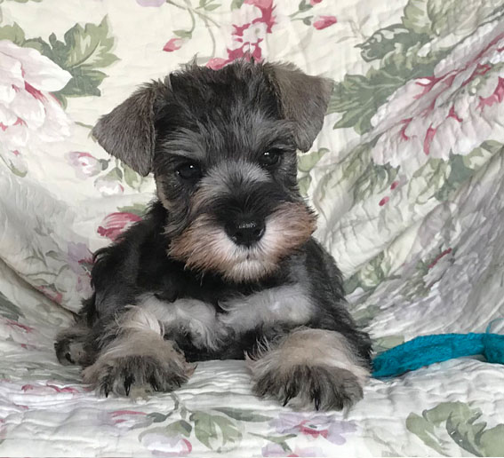 Bridesmaid Peppersdegabritho Peppersdegabritho Zwergschnauzer