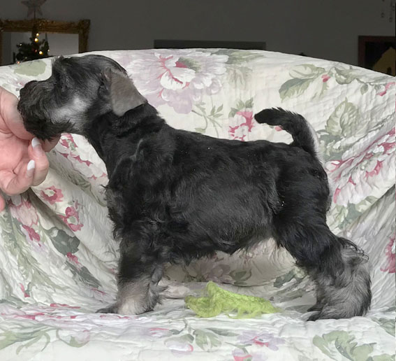 Bridget Jones Peppersdegabritho Peppersdegabritho Zwergschnauzer