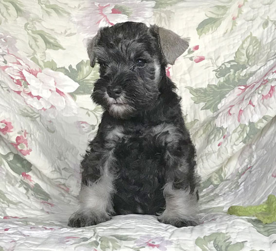 Bridget Jones Peppersdegabritho Peppersdegabritho Zwergschnauzer