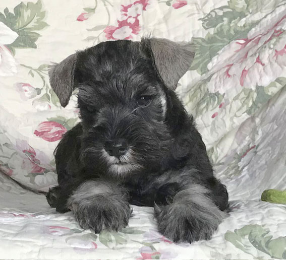 Bridget Jones Peppersdegabritho Peppersdegabritho Zwergschnauzer